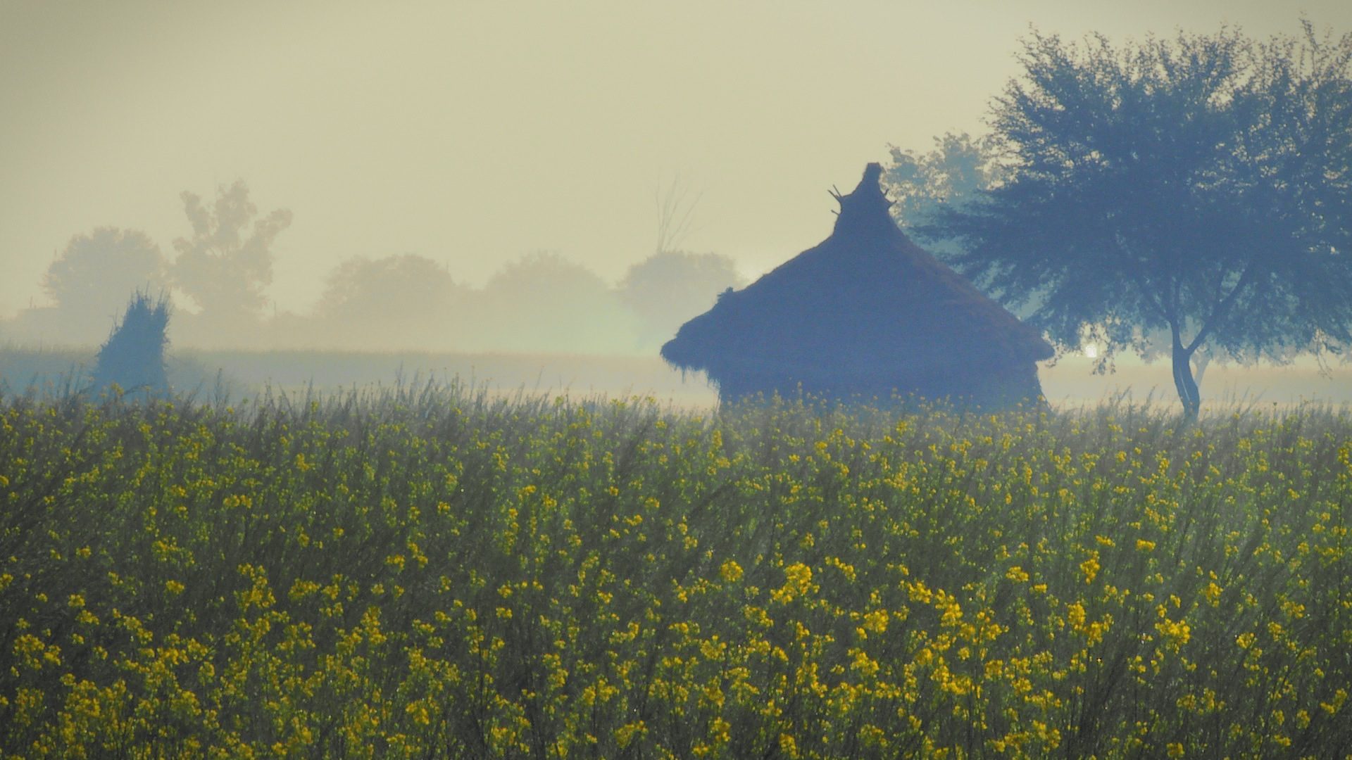 Picturesque winter fields of blossoming mustard, Vrindavan, India. A still from a multi-award winning film "reconnection".
